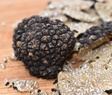 Truffle PS