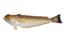 Greater weever