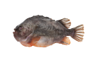 Lumpfish