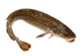 Fresh water fish - Burbot