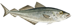 Salt water fish - Saithe
