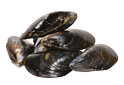 Blue mussels