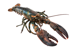 Shellfish - Lobster