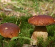 foodie mushrooms