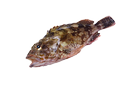 Bullhead