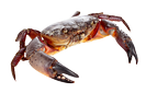 Crab