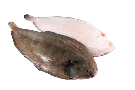 Salt water fish - Sole