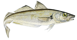 Salt water fish - Whiting