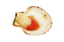 Scallops