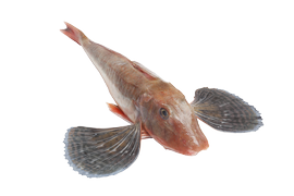 Salt water fish - Gurnard
