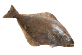Salt water fish - Halibut