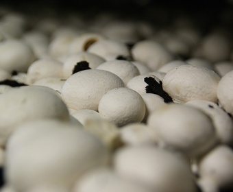 Mushrooms are trending PS