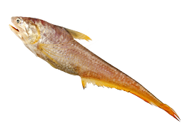Salt water fish - Roundnose grenadier