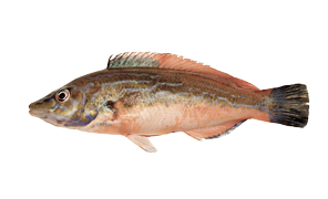 Salt water fish - Wrasse
