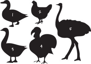 Poultry