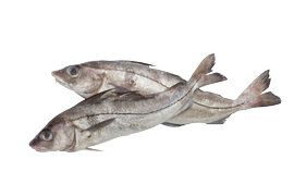 Salt water fish - Haddock