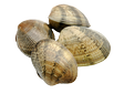 Clams/vongole