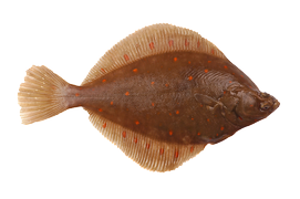 Salt water fish - Flounder/plaice