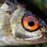 Fresh fish eye