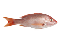 Snapper