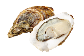 Shellfish - Oysters