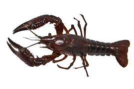 Shellfish - European crayfish