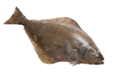 Halibut