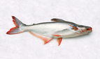 Pangasius