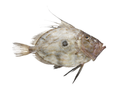 Salt water fish - John Dory