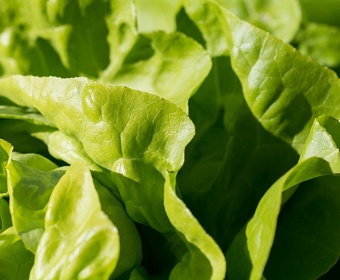 lettuce PS