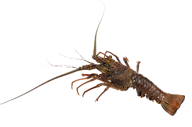 Shellfish - Spiny lobster