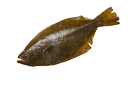 Greenland halibut