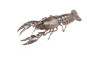 Signal crayfish