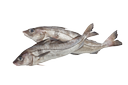 Haddock