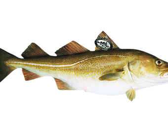 The best of cods Skrei cod PS