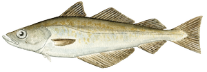 Salt water fish - Alaska pollock