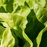 salad PS