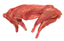 Wild rabbit
