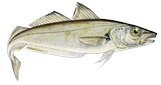 Whiting
