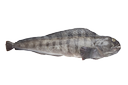 Atlantic wolffish