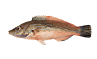 Wrasse