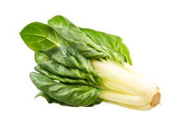 Cabbage - Pak choi