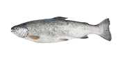 Sea trout