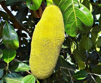The biggest fruit... jackfruit PS