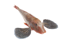 Gurnard