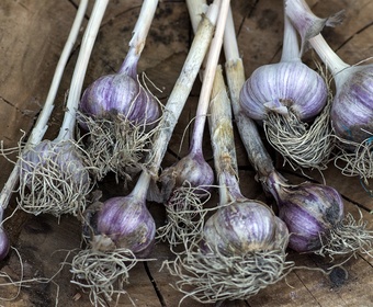 Store vegetables