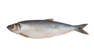 Salt water fish - Herring