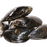 Mussels