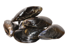 Shellfish - Blue mussels