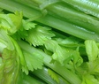 All about celery